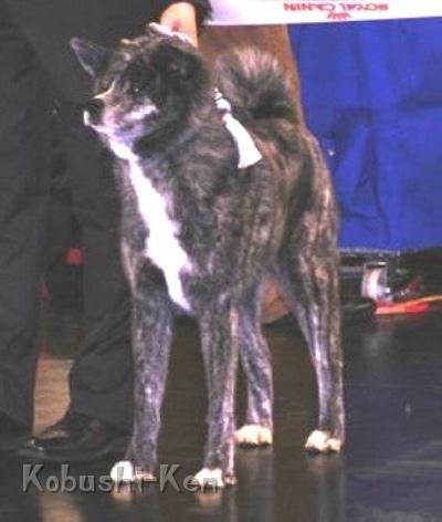 4Januar 2008.jpg - CACIB Nürnberg Januar 2008